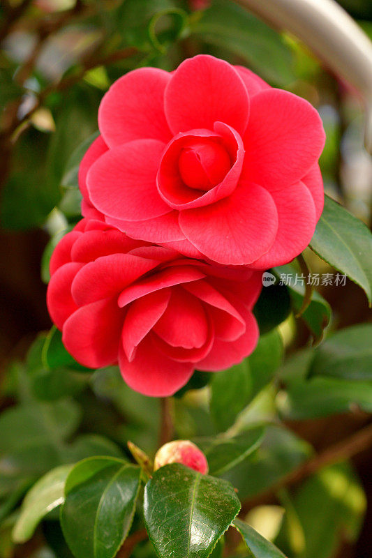 山茶花/日本山茶花花:红色，粉红色和白色